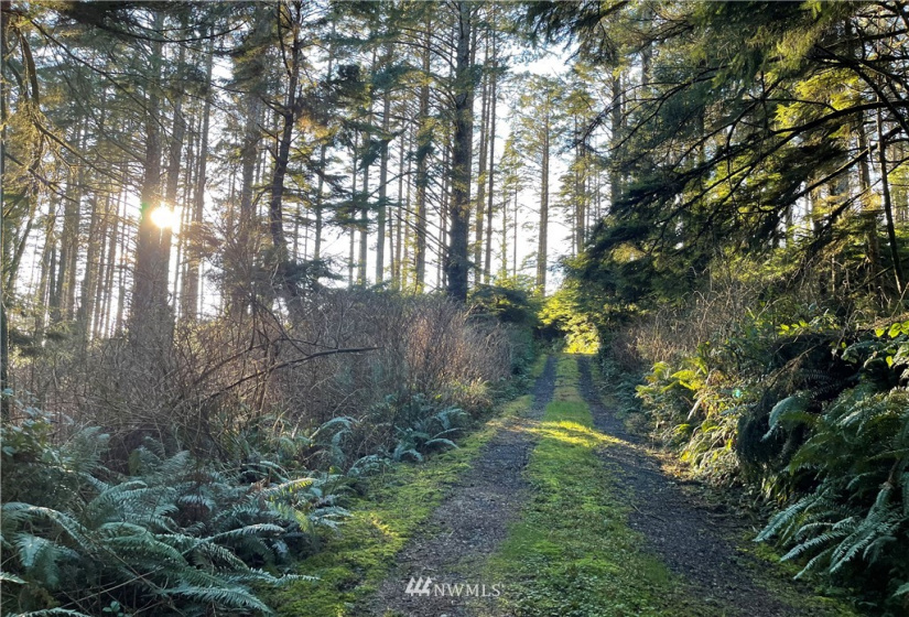 9 -10 Lot Roosevelt Beach, Pacific Beach, Washington 98571, ,Land,For Sale,ROOSEVELT BEACH,Roosevelt Beach,NWM1883370