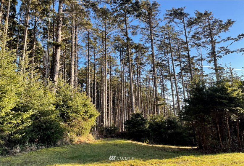 9 -10 Lot Roosevelt Beach, Pacific Beach, Washington 98571, ,Land,For Sale,ROOSEVELT BEACH,Roosevelt Beach,NWM1883370