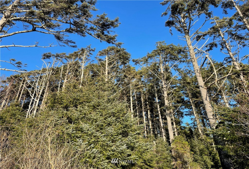 9 -10 Lot Roosevelt Beach, Pacific Beach, Washington 98571, ,Land,For Sale,ROOSEVELT BEACH,Roosevelt Beach,NWM1883370