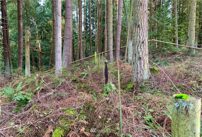 0 Lot 2 Pinnell, Sequim, Washington 98382, ,Land,For Sale,Miller BLA Survey,Lot 2 Pinnell,NWM1876819