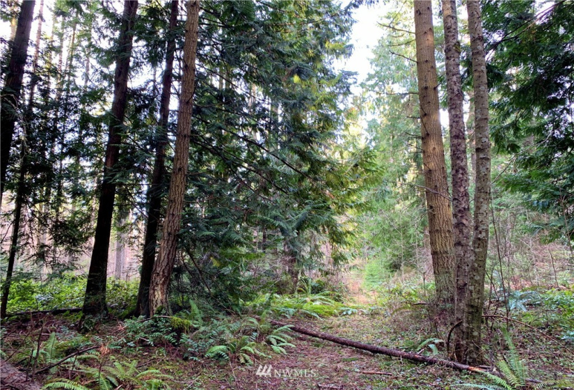0 Lot 2 Pinnell, Sequim, Washington 98382, ,Land,For Sale,Miller BLA Survey,Lot 2 Pinnell,NWM1876819