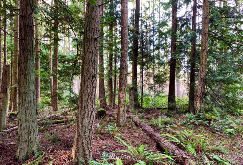 0 Lot 2 Pinnell, Sequim, Washington 98382, ,Land,For Sale,Miller BLA Survey,Lot 2 Pinnell,NWM1876819