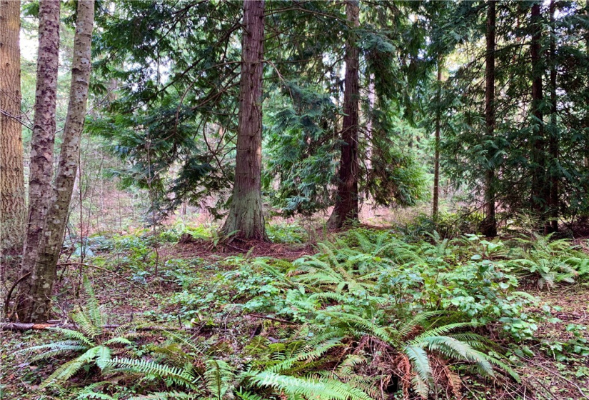 0 Lot 3 Pinnell, Sequim, Washington 98382, ,Land,For Sale,Lot 3 Pinnell,NWM1878758