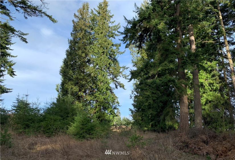 0 Lot 3 Pinnell, Sequim, Washington 98382, ,Land,For Sale,Lot 3 Pinnell,NWM1878758