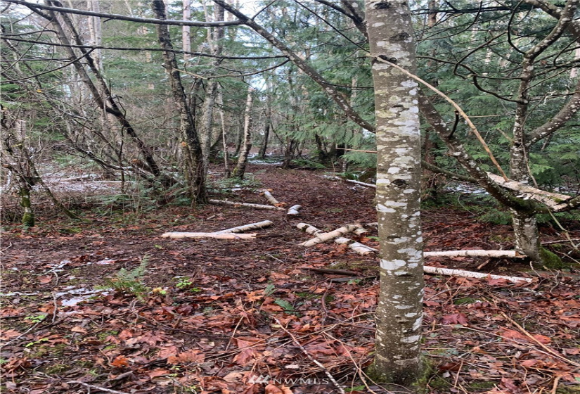 0 Pass, Sumas, Washington 98295, ,Land,For Sale,Pass,NWM1881617