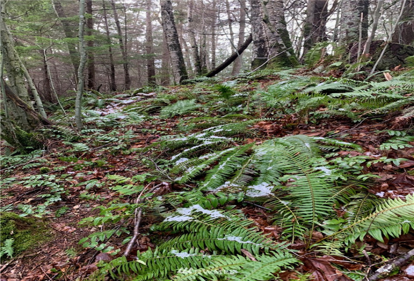 0 Pass, Sumas, Washington 98295, ,Land,For Sale,Pass,NWM1881617