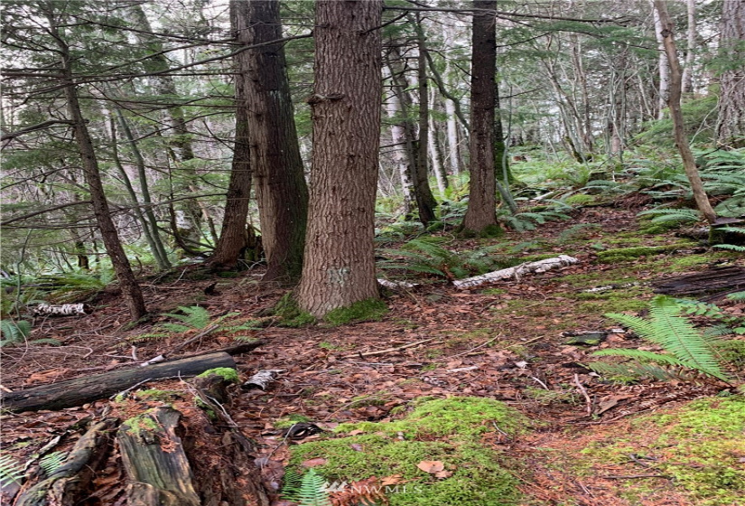 0 Pass, Sumas, Washington 98295, ,Land,For Sale,Pass,NWM1881617