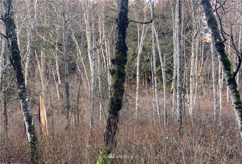 0 Pass, Sumas, Washington 98295, ,Land,For Sale,Pass,NWM1881617