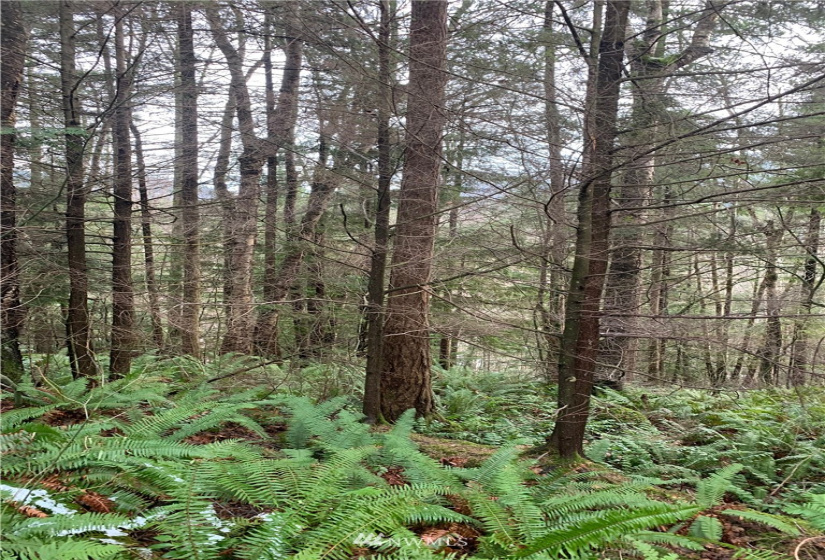 0 Pass, Sumas, Washington 98295, ,Land,For Sale,Pass,NWM1881617