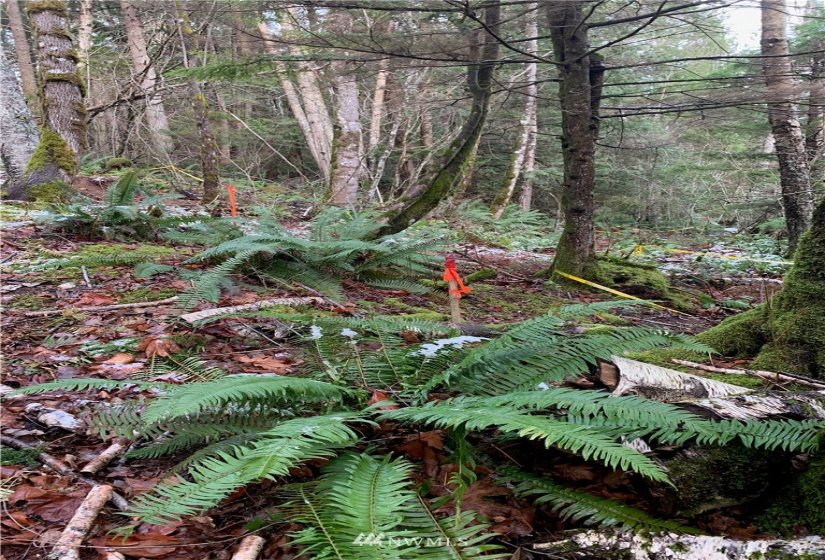 0 Pass, Sumas, Washington 98295, ,Land,For Sale,Pass,NWM1881617