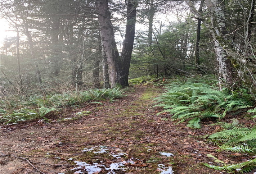 0 Pass, Sumas, Washington 98295, ,Land,For Sale,Pass,NWM1881617