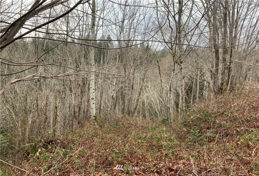 4621 Dabob, Quilcene, Washington 98376, ,Land,For Sale,Dabob,NWM1883939