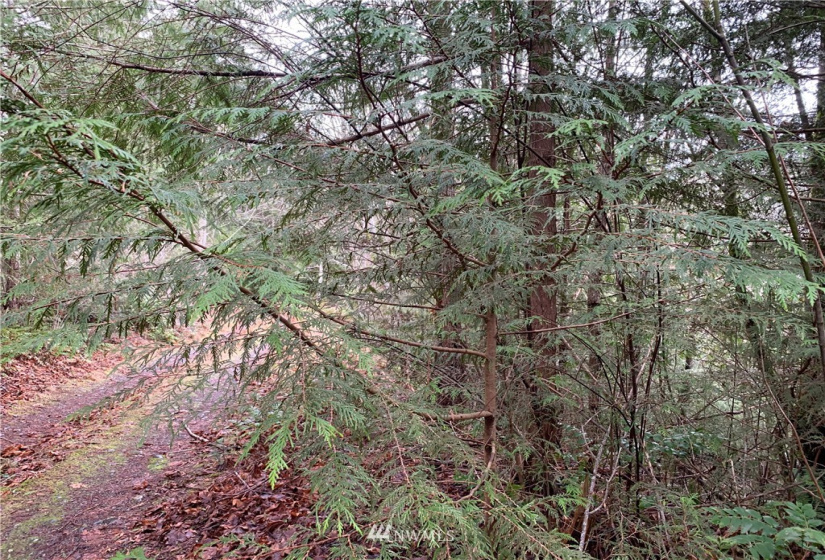 4621 Dabob, Quilcene, Washington 98376, ,Land,For Sale,Dabob,NWM1883939