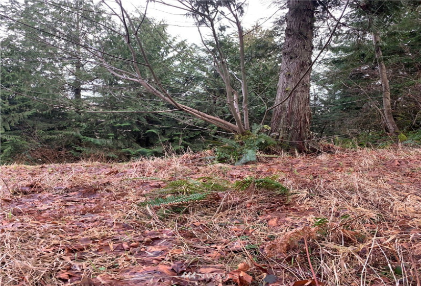 4621 Dabob, Quilcene, Washington 98376, ,Land,For Sale,Dabob,NWM1883939
