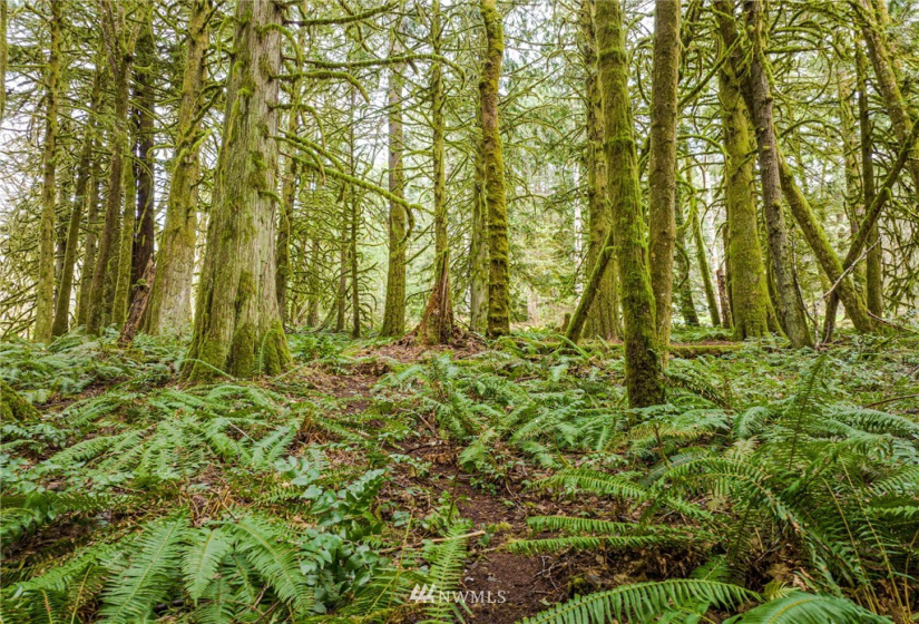 298 Libby, Shelton, Washington 98584, ,Land,For Sale,Libby,NWM1884193