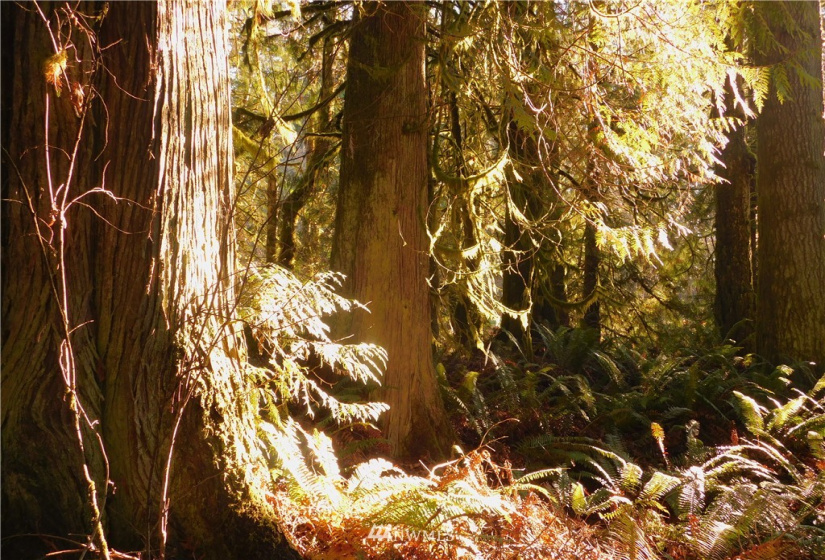 298 Libby, Shelton, Washington 98584, ,Land,For Sale,Libby,NWM1884193