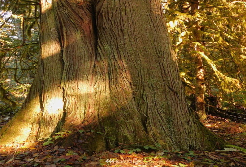 298 Libby, Shelton, Washington 98584, ,Land,For Sale,Libby,NWM1884193