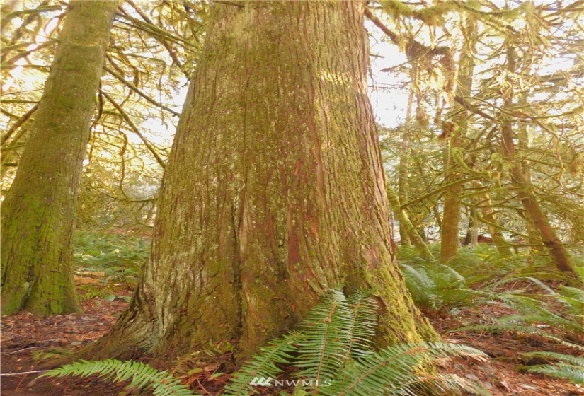 298 Libby, Shelton, Washington 98584, ,Land,For Sale,Libby,NWM1884193