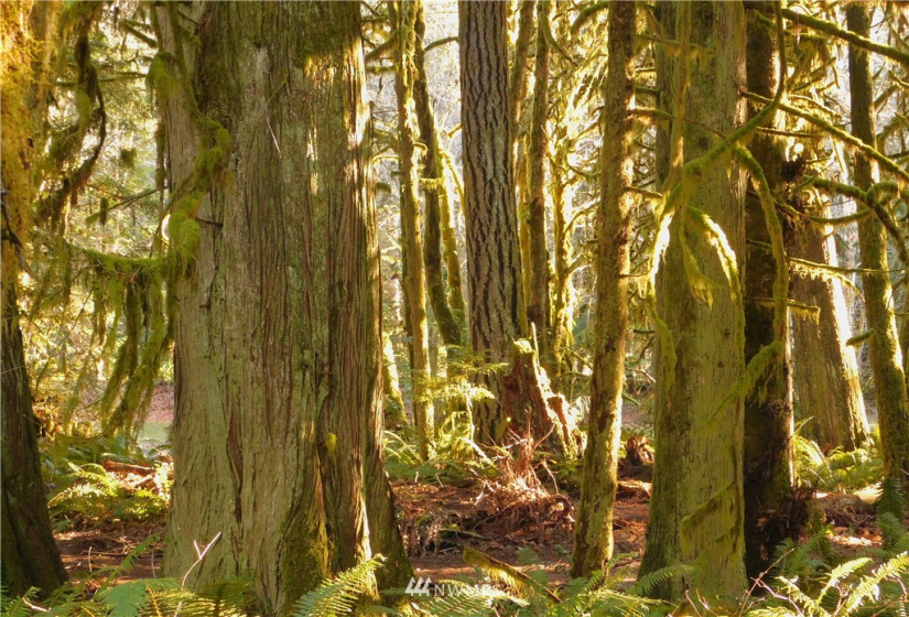 298 Libby, Shelton, Washington 98584, ,Land,For Sale,Libby,NWM1884193