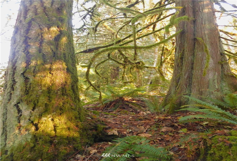 298 Libby, Shelton, Washington 98584, ,Land,For Sale,Libby,NWM1884193