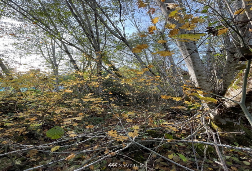 0 TR11 Govt Lot 4 Vineyard Lane, Shelton, Washington 98588, ,Land,For Sale,TR11 Govt Lot 4 Vineyard Lane,NWM1863457