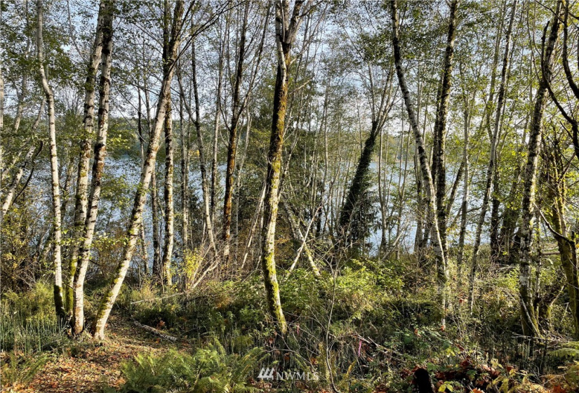 0 TR11 Govt Lot 4 Vineyard Lane, Shelton, Washington 98588, ,Land,For Sale,TR11 Govt Lot 4 Vineyard Lane,NWM1863457