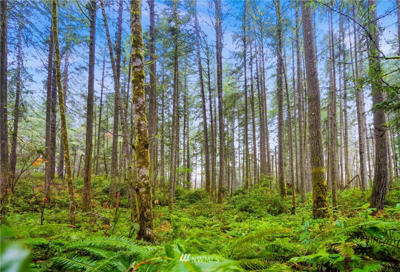 0 118th, Gig Harbor, Washington 98329, ,Land,For Sale,118th,NWM1881619