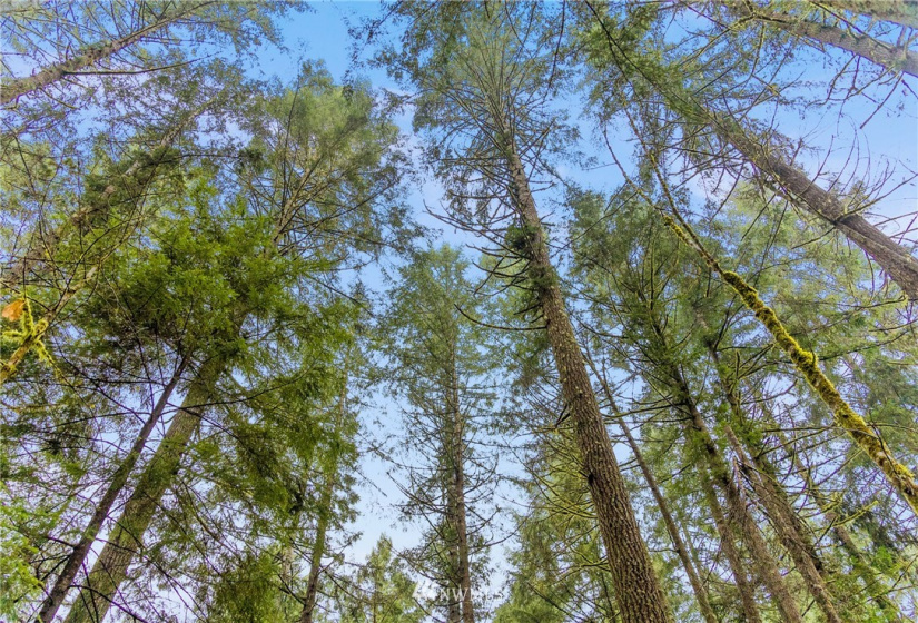 0 118th, Gig Harbor, Washington 98329, ,Land,For Sale,118th,NWM1881619