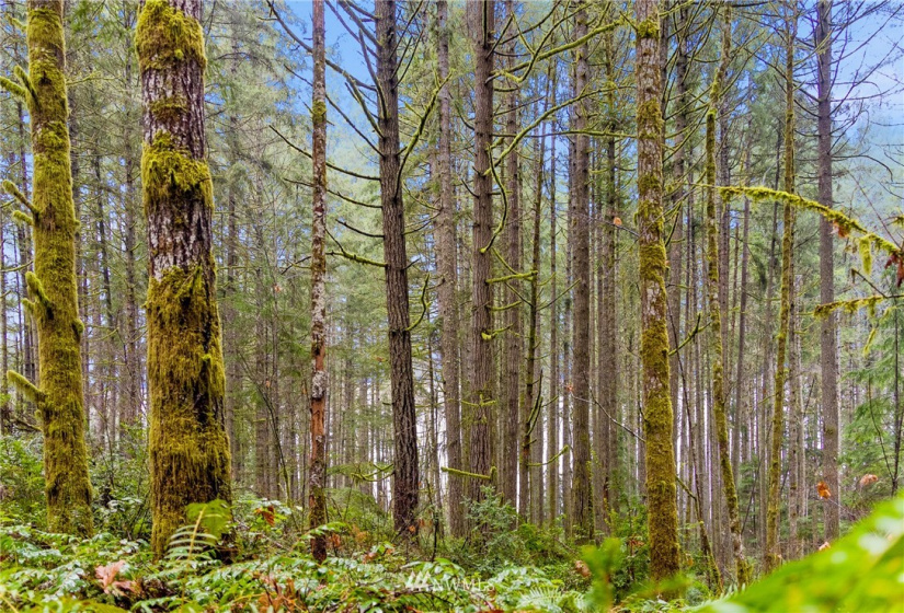 0 133rd, Gig Harbor, Washington 98329, ,Land,For Sale,133rd,NWM1876534