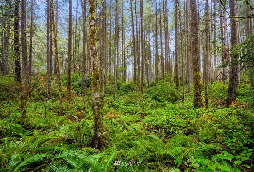 0 133rd, Gig Harbor, Washington 98329, ,Land,For Sale,133rd,NWM1876534