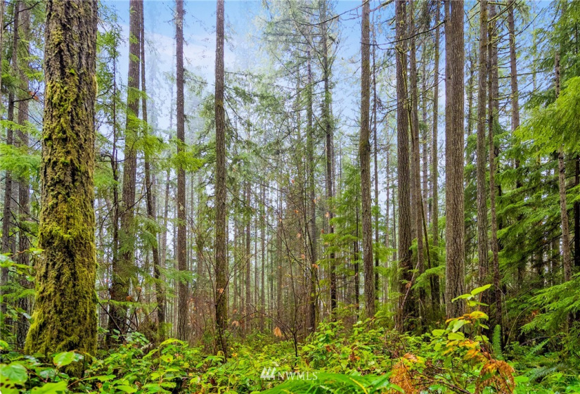 0 133rd, Gig Harbor, Washington 98329, ,Land,For Sale,133rd,NWM1876534