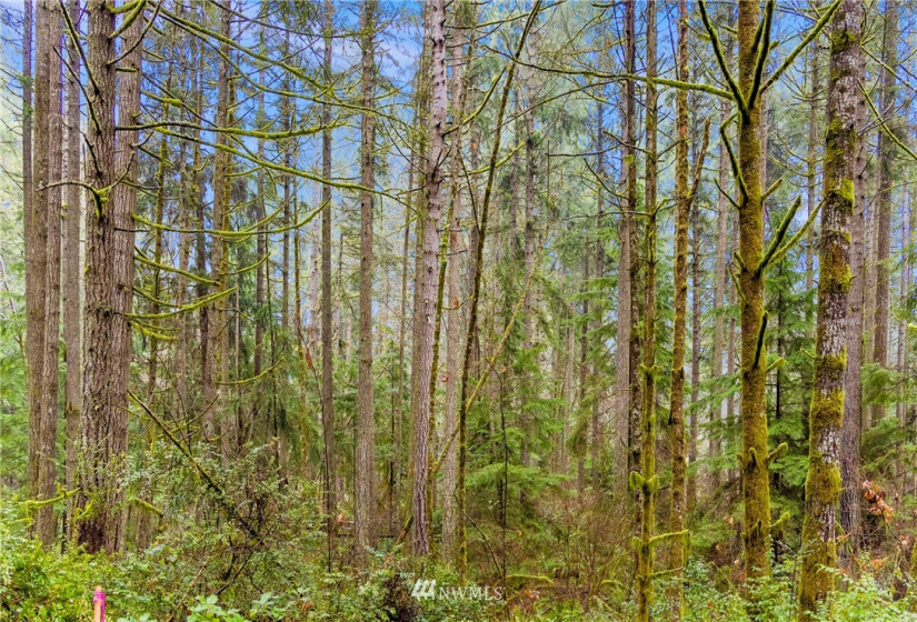 11624 133rd, Gig Harbor, Washington 98329, ,Land,For Sale,133rd,NWM1876524