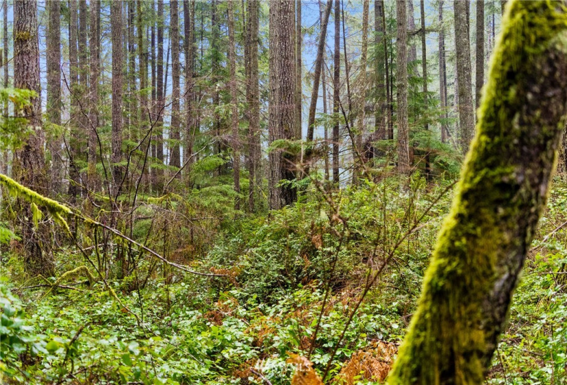 11624 133rd, Gig Harbor, Washington 98329, ,Land,For Sale,133rd,NWM1876524