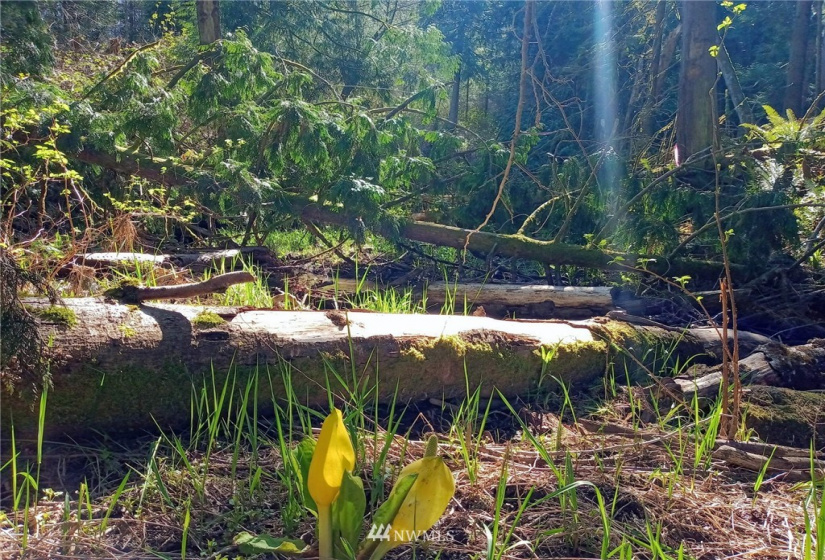5950 Hoogdal Branch, Sedro Woolley, Washington 98284, ,Land,For Sale,95-022,Hoogdal Branch,NWM1884440