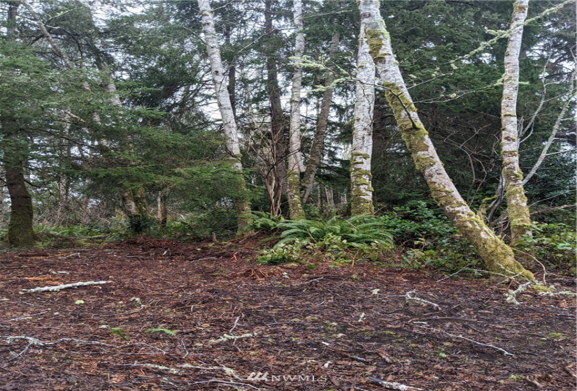0 242nd Place, Ocean Park, Washington 98640, ,Land,For Sale,Rushlight Manor Estates,242nd Place,NWM1884250