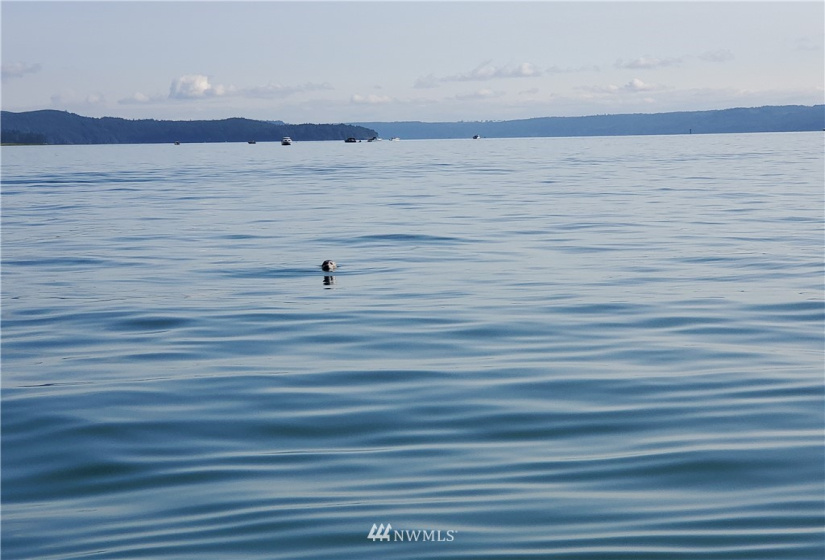 341 Webster, Lilliwaup, Washington 98555, 2 Bedrooms Bedrooms, ,2 BathroomsBathrooms,Residential,For Sale,Triton Head Tracts,Webster,NWM1884221