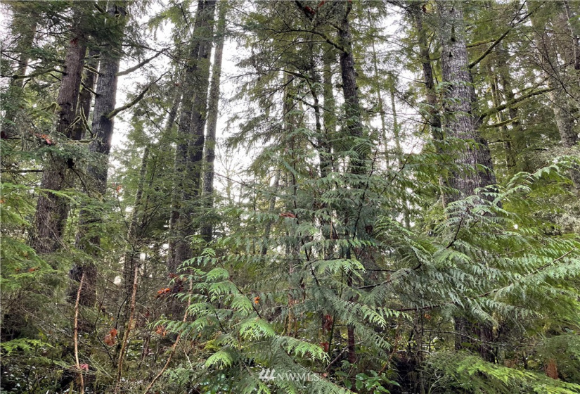 66 XB Woods Creek Road, Monroe, Washington 98272, ,Land,For Sale,Woods Creek Road,NWM1865421