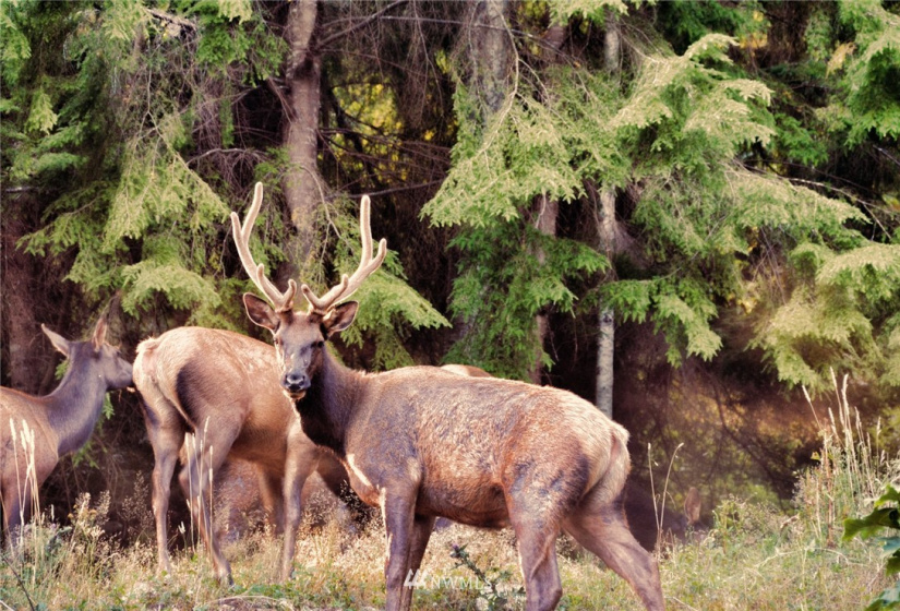 420 Duckabush, Brinnon, Washington 98320, 2 Bedrooms Bedrooms, ,1 BathroomBathrooms,Residential,For Sale,Duckabush,NWM1866257