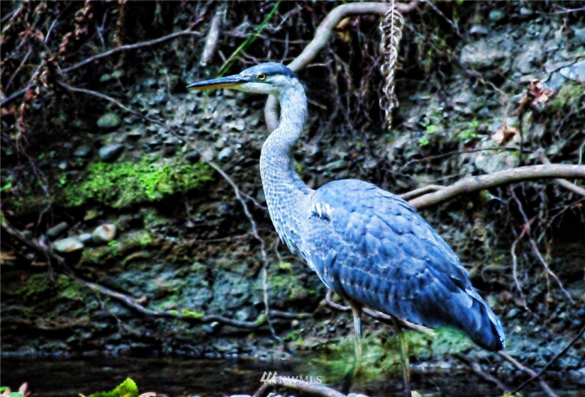 420 Duckabush, Brinnon, Washington 98320, 2 Bedrooms Bedrooms, ,1 BathroomBathrooms,Residential,For Sale,Duckabush,NWM1866257