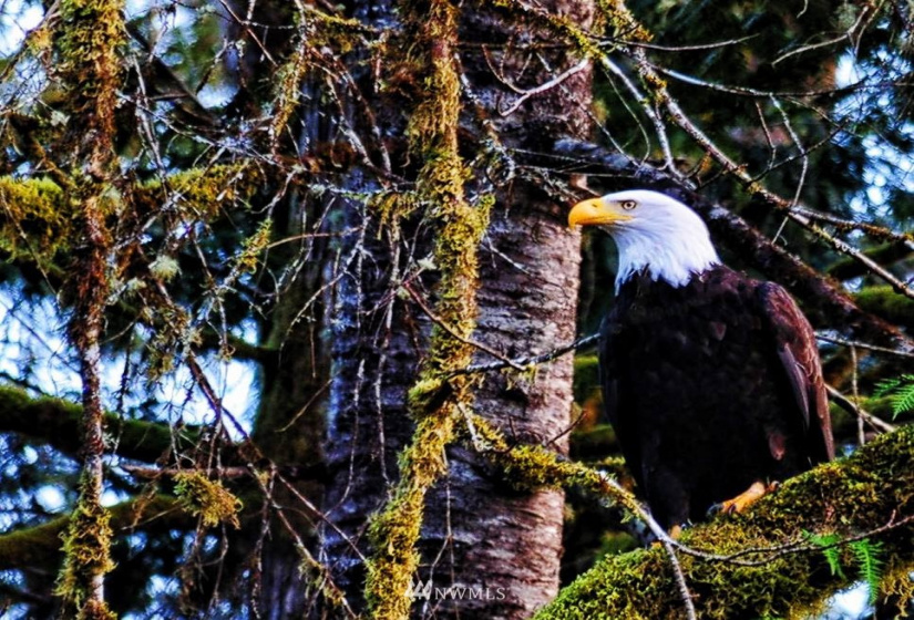 420 Duckabush, Brinnon, Washington 98320, 2 Bedrooms Bedrooms, ,1 BathroomBathrooms,Residential,For Sale,Duckabush,NWM1866257