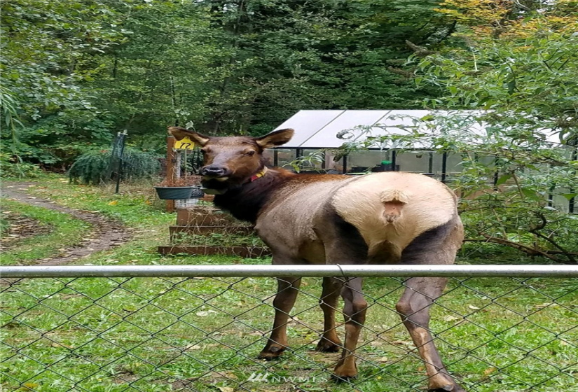 420 Duckabush, Brinnon, Washington 98320, 2 Bedrooms Bedrooms, ,1 BathroomBathrooms,Residential,For Sale,Duckabush,NWM1866257