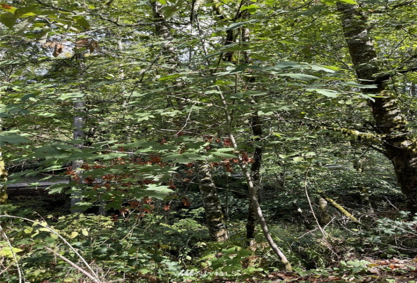 14015 Old Hwy 99, Tenino, Washington 98589, ,Land,For Sale,Old Hwy 99,NWM1862704