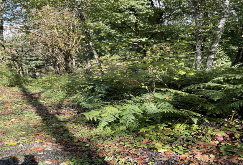 14015 Old Hwy 99, Tenino, Washington 98589, ,Land,For Sale,Old Hwy 99,NWM1862704