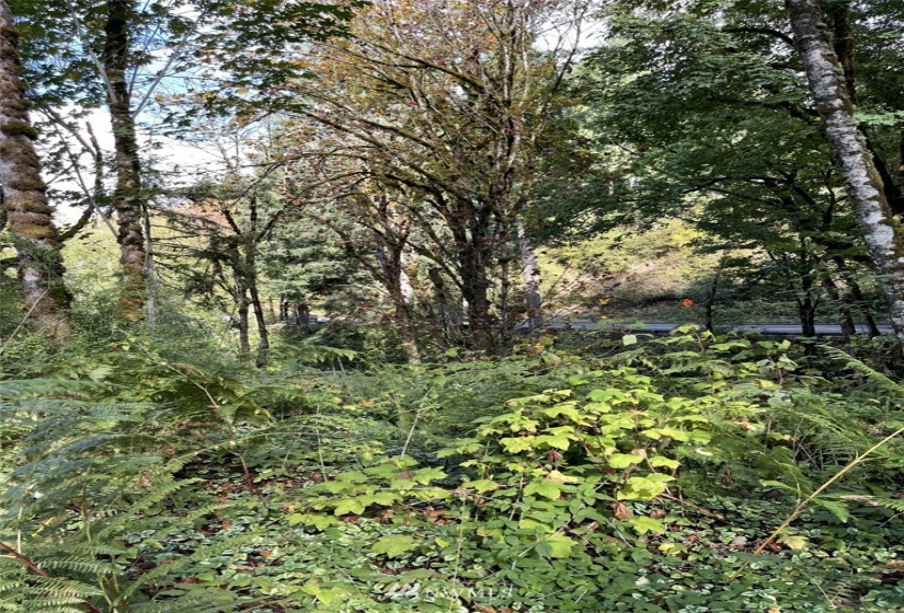 14015 Old Hwy 99, Tenino, Washington 98589, ,Land,For Sale,Old Hwy 99,NWM1862704