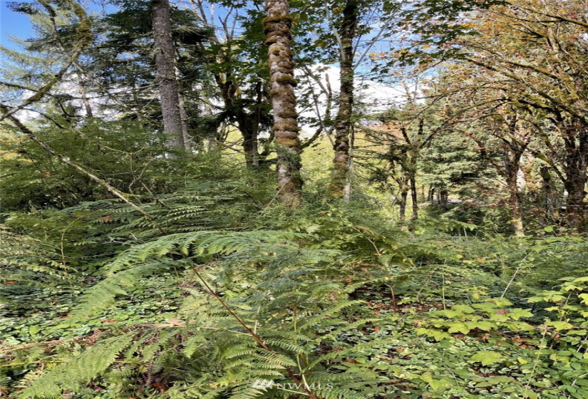 14015 Old Hwy 99, Tenino, Washington 98589, ,Land,For Sale,Old Hwy 99,NWM1862704