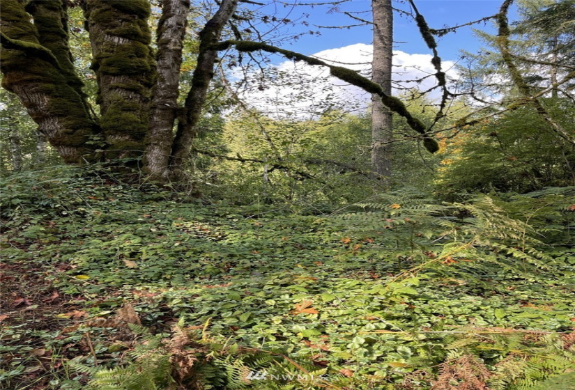 14015 Old Hwy 99, Tenino, Washington 98589, ,Land,For Sale,Old Hwy 99,NWM1862704