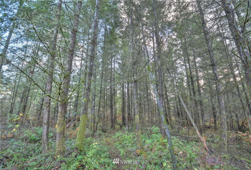 19619 83rd, Spanaway, Washington 98387, 3 Bedrooms Bedrooms, ,2 BathroomsBathrooms,Residential,For Sale,83rd,NWM1868567