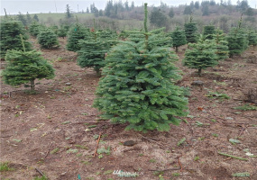 0 Salem Plant, Mossyrock, Washington 98564, ,Land,For Sale,Salem Plant,NWM1870352