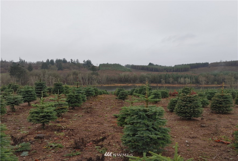 0 Salem Plant, Mossyrock, Washington 98564, ,Land,For Sale,Salem Plant,NWM1870352