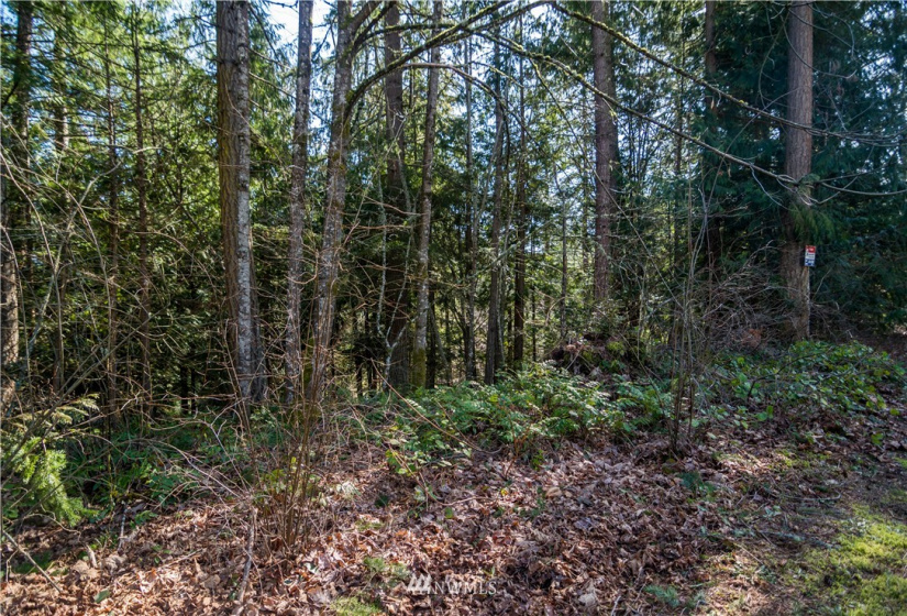 18420 Britchen, Yelm, Washington 98597, ,Land,For Sale,Britchen,NWM1874305